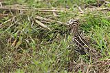 Common Snipe